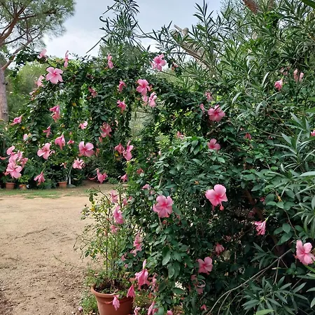 Lamarzellina